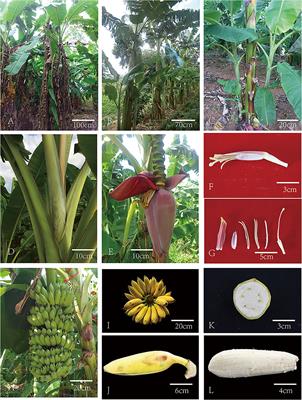 banana tissue culture research papers 2019